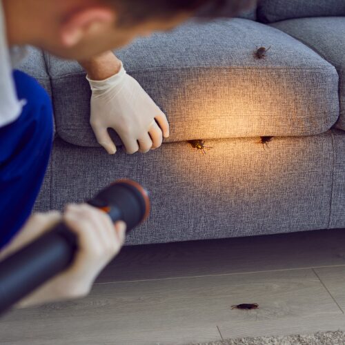 Cockroach pest control services in Pune
