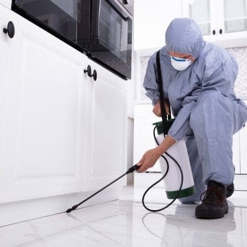 Pest control services in Pune